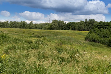 Acrocephalus palustris. Nest Habitat of Marsh Warbler. Landscape.