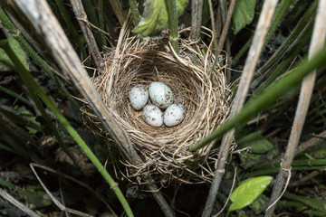 Acrocephalus palustris. The nest of the Marsh Warbler in nature. Common Cuckoo (Cuculus canorus).