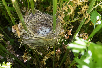 Acrocephalus palustris. The nest of the Marsh Warbler in nature.