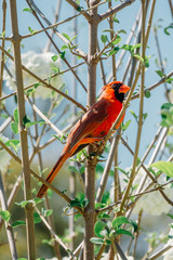 Red Cardinal Bird