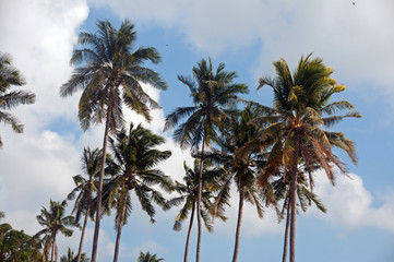 Palmen