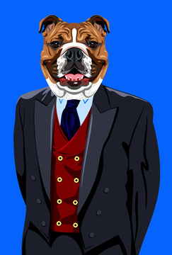 Portrait of English bulldog in the men's business suit 