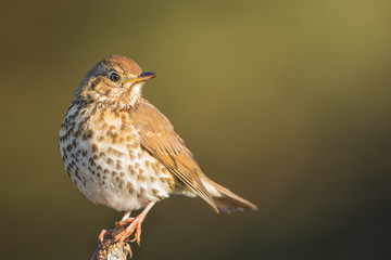 Song thrush