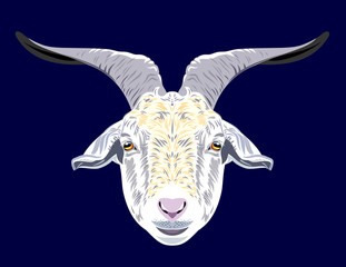 Picture of a horned goat