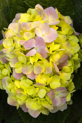 Hydrangea flower in the garden of Guatemala