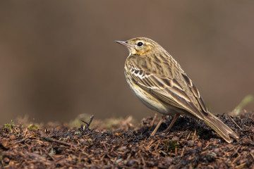 Tree Pipit