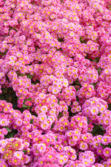 Garden of Chrysanthemum flower