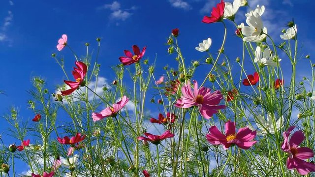 Cosmos field in autumn  with blue sky in the background.