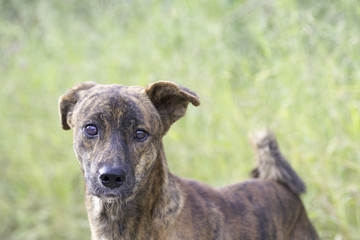 dog face portrait  on Blurred Background
