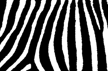 Zebra - vector striped pattern - black and white