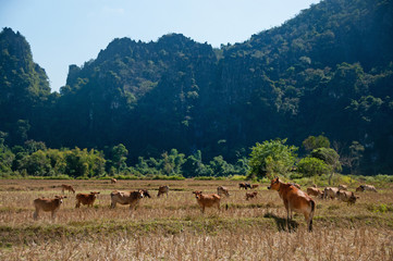 Naklejka premium Kühe in Laos