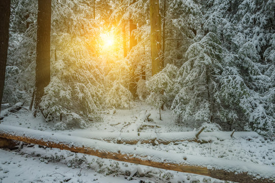 Fototapeta A dense forest with coniferous trees in winter covered with fluffy snow. The sun is breaking through the branches of trees. Fairy Winter Forest.  