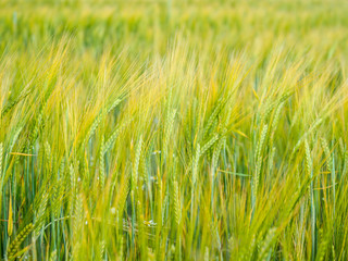 Present, beautiful wheat field on a windy, summer day