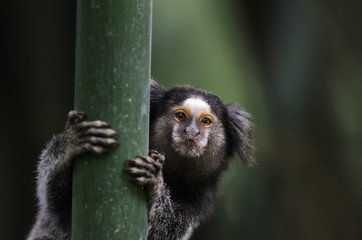 Sagui, small monkey from Brazil