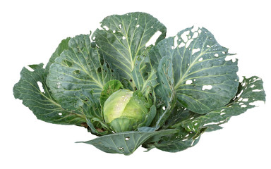 Green old cabbage on a white background