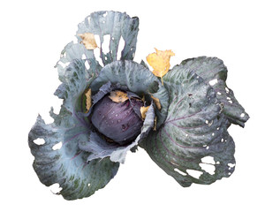Red cabbage with large leaves