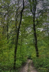 Fototapeta na wymiar Forêt de la Rousse à Simandre-sur-Suran, Ain, France