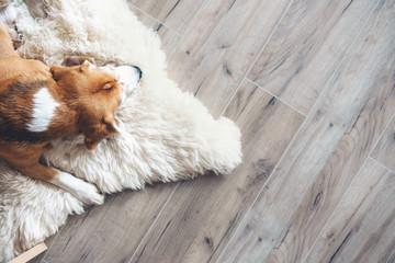 Beagle dog sleeps on sheepskin - obrazy, fototapety, plakaty
