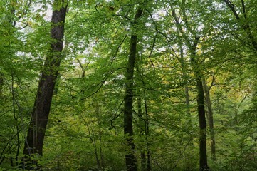 Fototapeta premium Forêt de la Rousse à Simandre-sur-Suran, Ain, France