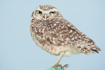 burrowing owl