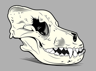 skull of a dog