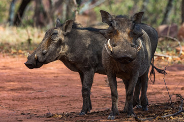 Two warthog boars showing full body profiles