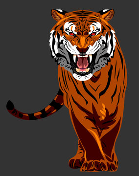 Portrait of a growling tiger