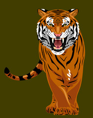 Portrait of a growling tiger