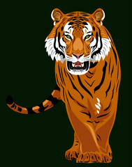 Portrait of a growling tiger