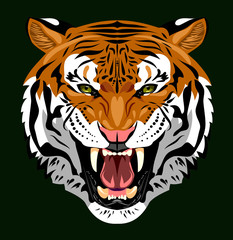 Portrait of a growling tiger