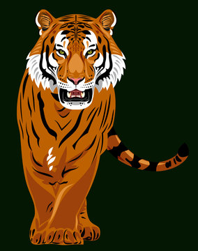 Portrait of a Ragged Tiger