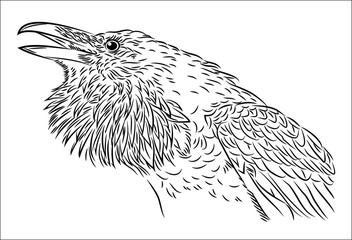 Portrait of a raven flying in the style of engravings (doodle)