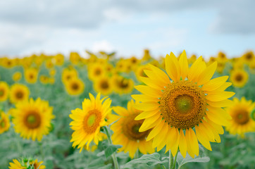 Fototapeta premium Sunflower in the garden.Sunflower field.
