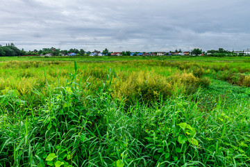 Background of nature