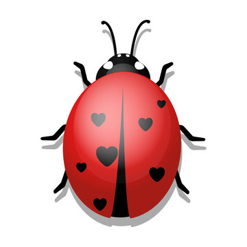 Ladybug with Hearts on White Background.