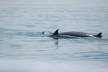 Fototapeta premium Bryde's whale, Eden's whale in gulf of Thailand