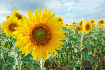 Fototapeta premium Sunflower in the garden.Sunflower field.