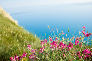 Obraz premium wild flowers by the sea