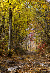 stony road in the autumn forest