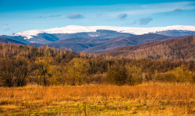 beautiful springtime scenery in Carpathian mountains. snowy top of Polonina Runa mountain ridge in the distance