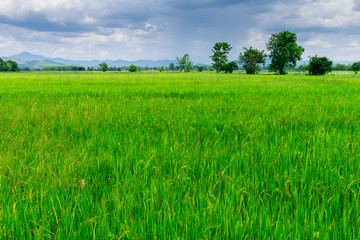 Thai agriculture