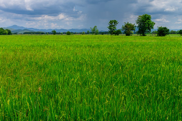 Fototapeta premium Thai agriculture