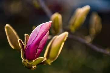 Magenta Magnolia flowers on a branch opening in springtime. beautiful intimate nature scenery