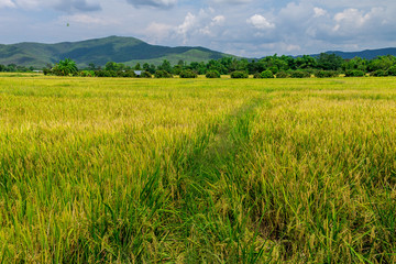 Fototapeta premium Thai agriculture