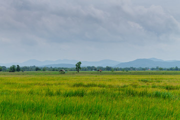 Thai agriculture