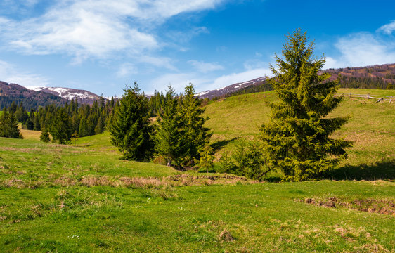 spruce forest on a grassy hill in spring. beautiful nature scenery with snowy tops of mountains in the distance