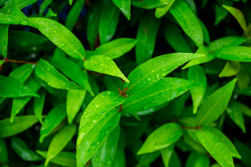 Background of nature