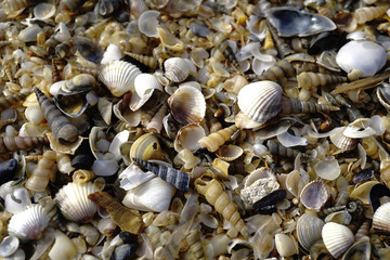 Shell