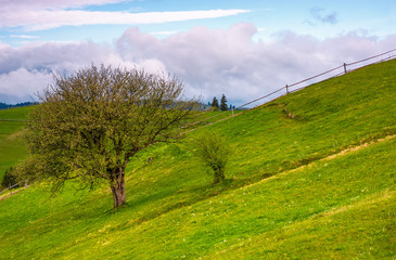 tree and a fence on a grassy hill. lovely springtime scenery in Carpathian mountains with cloud on...