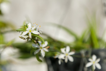 flowers on the tree in nature in Guatemala.